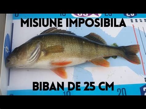 MISIUNE IMPOSIBILA Biban De 25 Cm Dimensiunea Minima Pentru Concursul