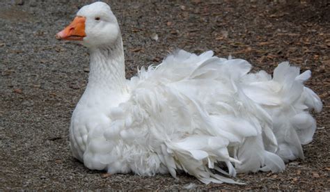 White Geese Breeds - Farmhouse Guide