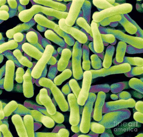 Bifidobacterium Animalis Photograph By Scimat Fine Art America