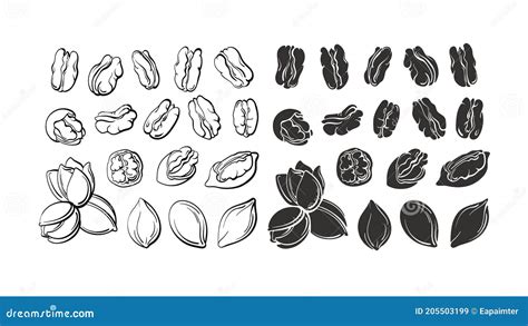 Pecan Nuts Set Peeled Core And Whole Shell Hand Drawn Sketch Style