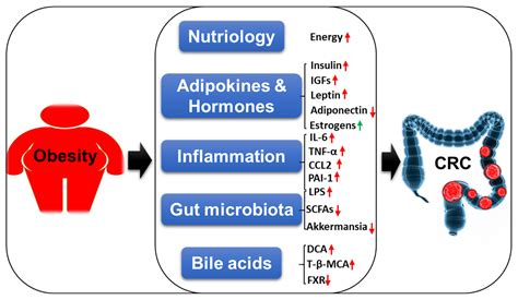 Cancers Free Full Text Linking Obesity With Colorectal Cancer