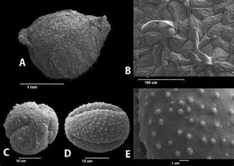 SEM Micrographs Of Ranunculus Polyrhizos A Achene B Achene Surface