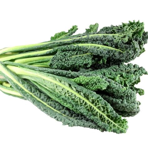 Kale Dino ORGANIC 12ct LTKDO