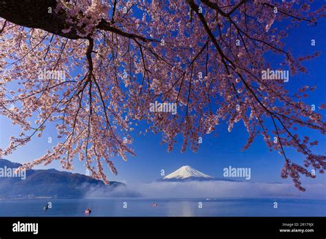 Mount Fuji with cherry blossom Stock Photo - Alamy