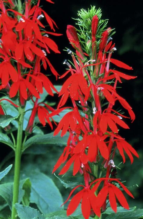 lobelia cardinalis | Michigan Wildflower Farm