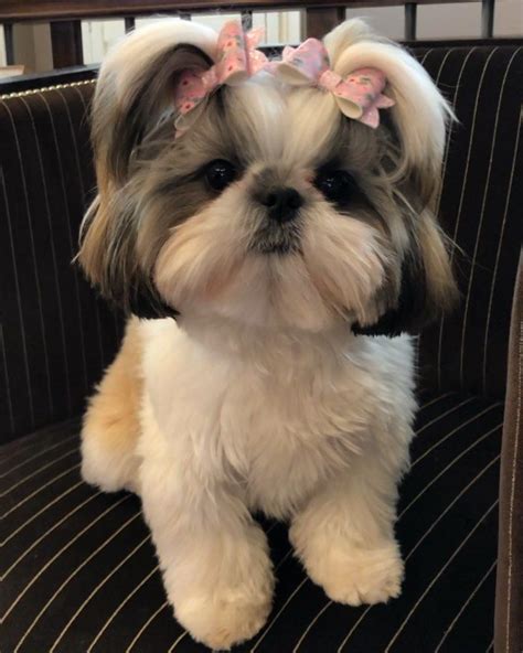 Top 10 popular shih tzu haircuts 30 pictures – Artofit