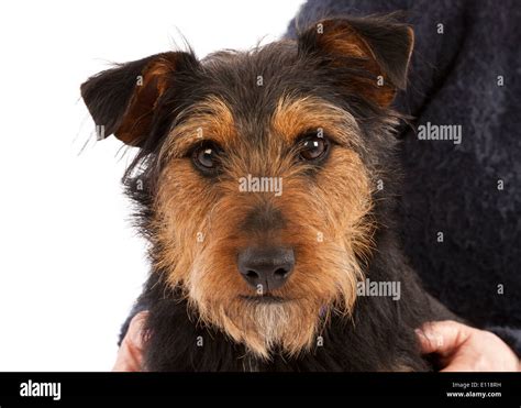 Portrait of a young black and tan Terrier dog Stock Photo - Alamy