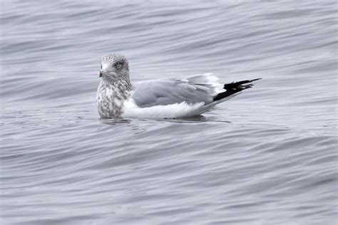 Ann Brokelman Photography: Great Black Backed Gull, Bonaparte's Gull and Herring Gulls