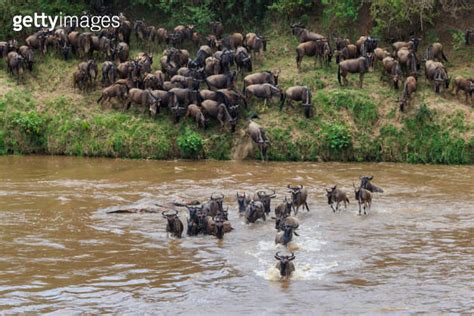 Wildebeest Crossing The Mara River In Serengeti National Park Tanzania