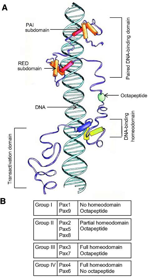 Paired Box PAX Protein Structure A PAX Proteins Are Characterized By