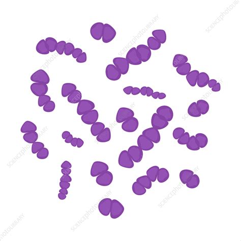 Streptococcus Bacteria Conceptual Illustration Stock Image F