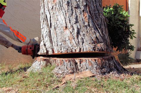 Tree Removal Phoenix AZ Design Tree Maintenace Inc 623 587 8170