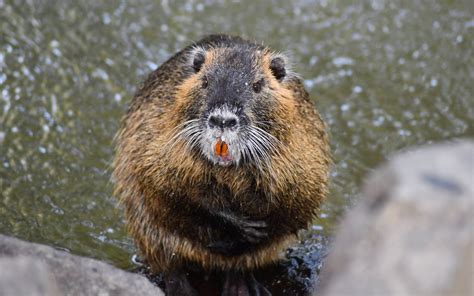 Goch Feuerwehr rettet Dackelrüden Skyb aus Nutria Bau