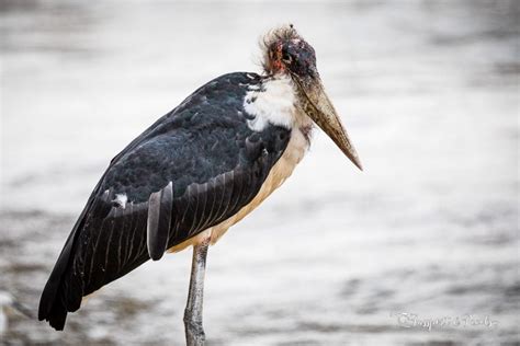 50 Beautiful African Birds: A Safari Photo Guide