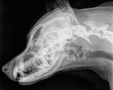 Veterinary Dental Supplies – Your destination for everything dental