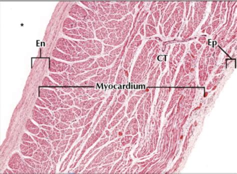 663 Exam 2 Histology Flashcards Quizlet