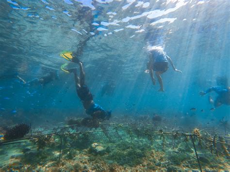 Coral Conservation Activities — Dulcinea Charters Fiji