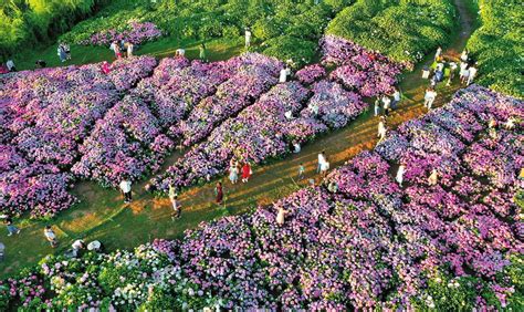 绣球花开引客来 Isenlin Cn