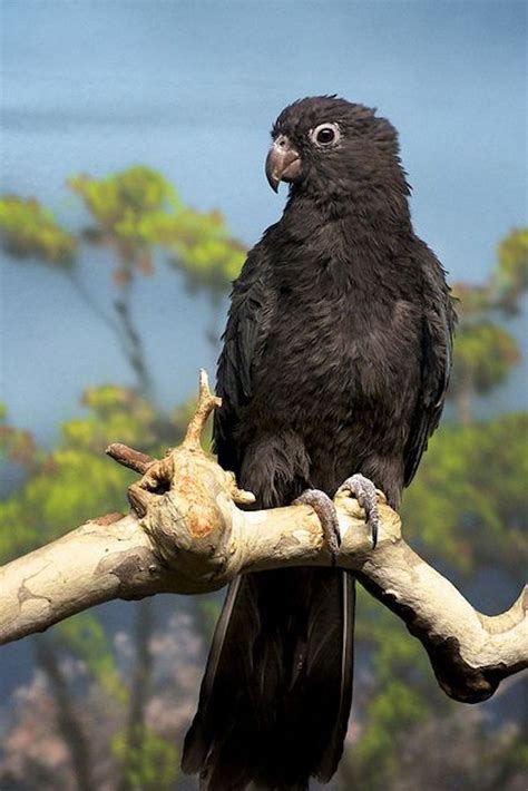 Black Parrots In Seychelles Know About The Blacknificent Bird