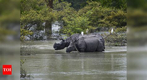 assam floods  animals die  kaziranga guwahati news times  india