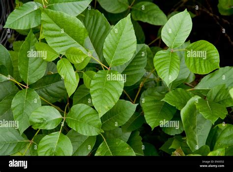 Hiedra venenosa planta venenosa peligro fotografías e imágenes de alta