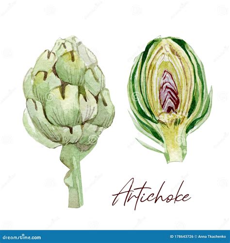 Hand Painted Vegetable Artichoke Watercolor Vegeterian Food For Design Menu Veggie Blog Stock