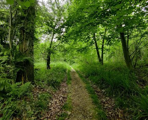 Track Through Wolverton Wood Mat Fascione Cc By Sa 2 0 Geograph