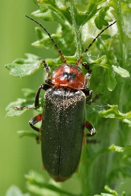 Photo Nature Lilliputienne Macrophotographies Cantharis Rustica