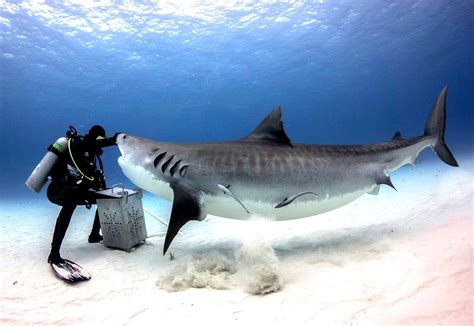 Tiger Beach — Neal Watsons Bimini Scuba Center