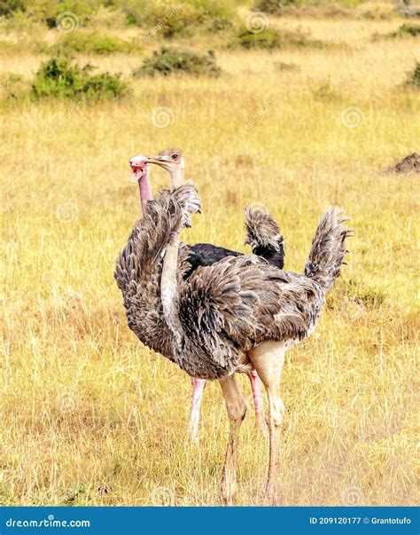 Ostrich in Africa stock image. Image of natural, park - 209120177