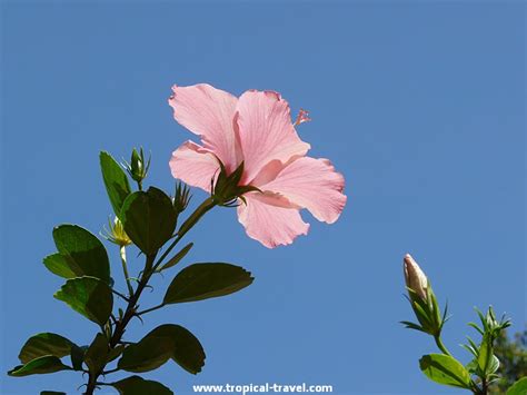 Hibiskus Rosa Sinensis By Tropical Travel De