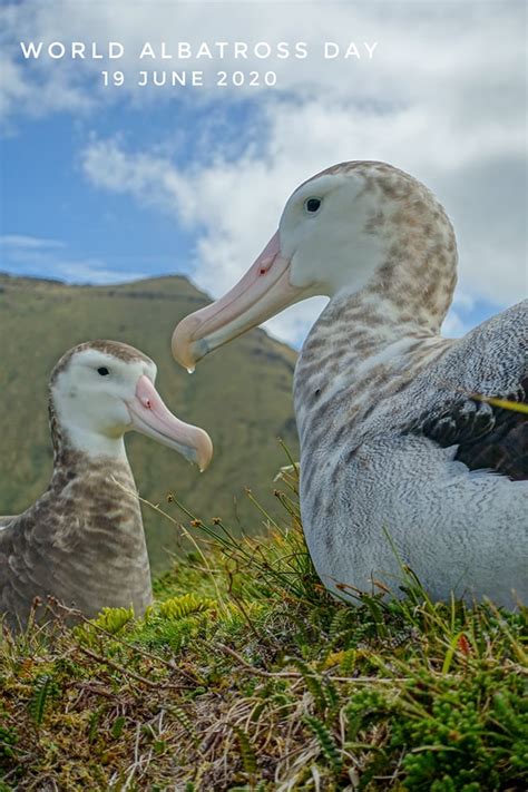 Agreement On The Conservation Of Albatrosses And Petrels World