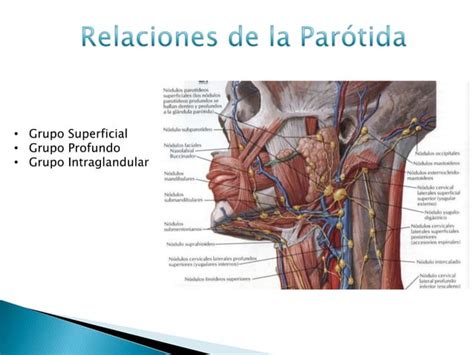 Anatomia De La Glandula Parotida Jonathan Molina Ppt