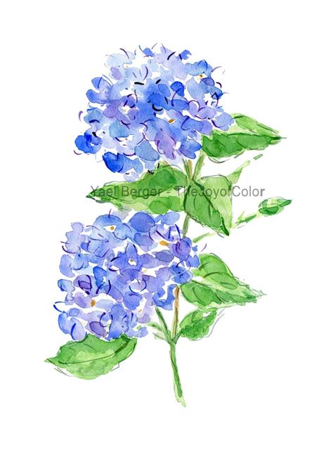 Hydrangea Watercolor Hydrangea Painting Blue Hydrangea Etsy