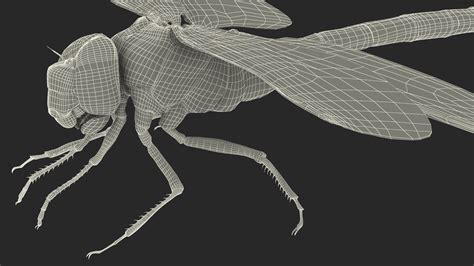 Dragonfly Model - TurboSquid 1981798