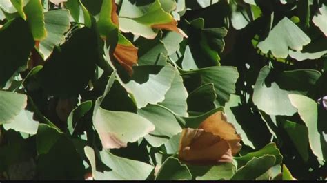 Its Stinky Tree Season Smell Of Ginko Nuts Invade Sacramento