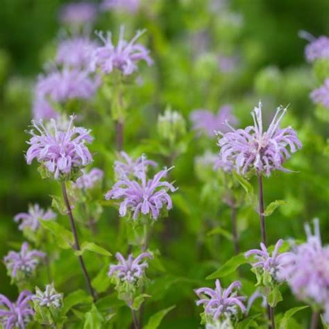 Wild Bergamot, Bee Balm (Monarda fistulosa) 200 Seeds - Joyful Butterfly