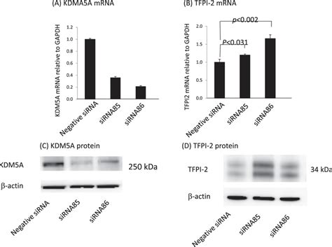 Knockdown Of Kdm A In Hek Cells Promotes Expression Of Tfpi Rna