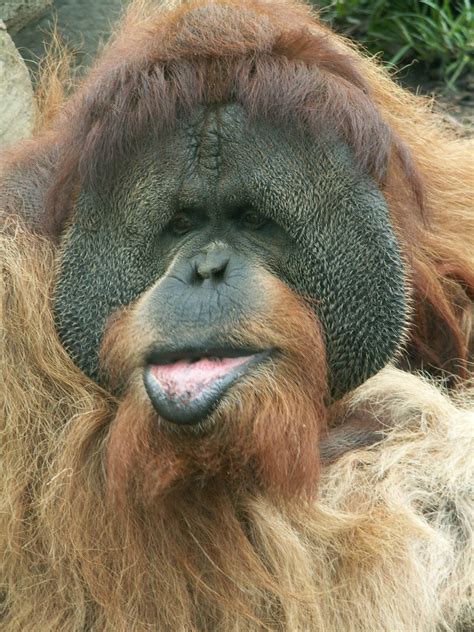 The City of Tucker Initiative: Clyde, the Orangutan