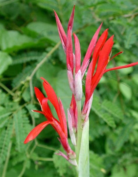 10x Red Canna Indica Craft Seeds Jewelry Beads Artisan Beads Art