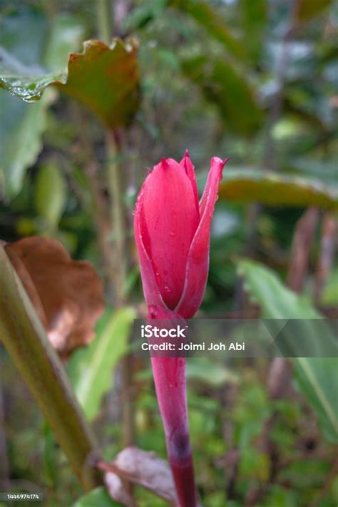 Bunga Kantan Known As Torch Ginger Flower With Scientific Name