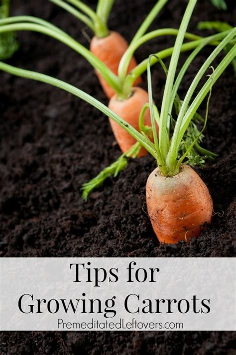 Tips For Growing Carrots In The Garden