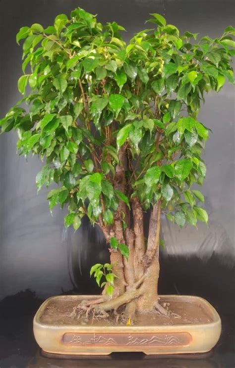 Large Ficus Benjamina Bonsai Multiple Trunk Buy Bonsai Delhi Ncr