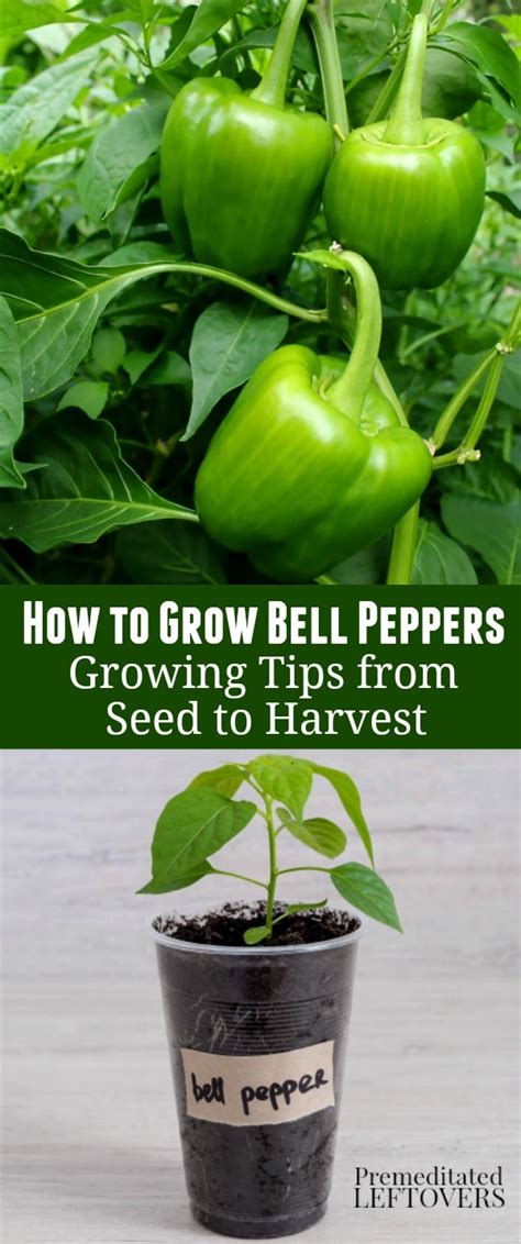 How To Grow Green Bell Peppers