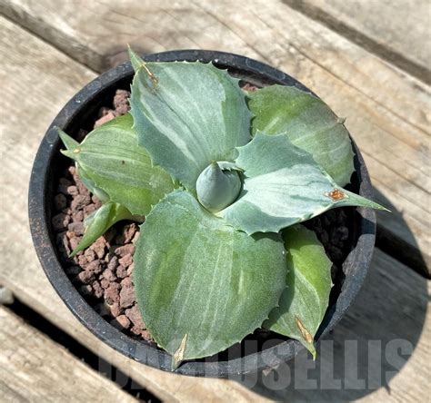 SHPR3412 Agave isthmensis Ohi Raijin Shiro Nakafu white Кактус онлайн