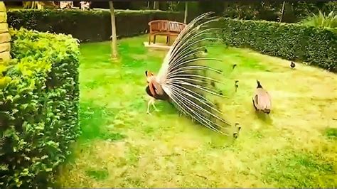 SUNGGUH INDAH CIPTAANYA Keindahan Kecantikan Burung Merak Peacock