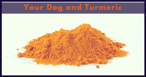 Turmeric For Dogs: Safety & Dosage Recommendations | Therapy Pet