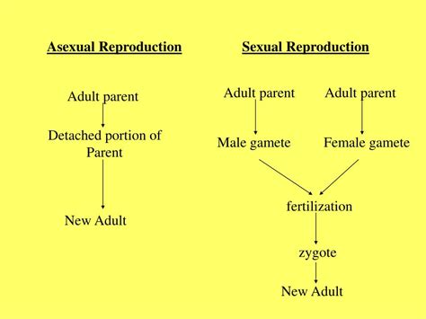 Ppt The Two Modes Of Reproduction Powerpoint Presentation Free