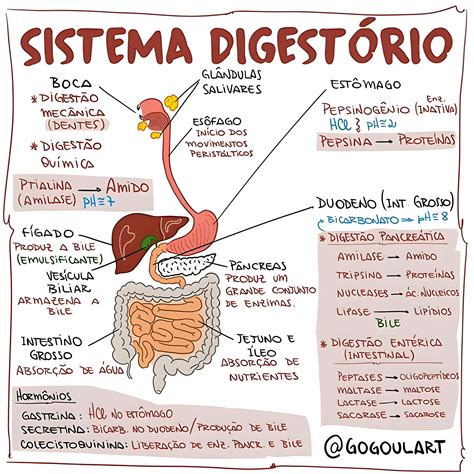 Mapa Mental Sobre Sistema Digestorio Librain