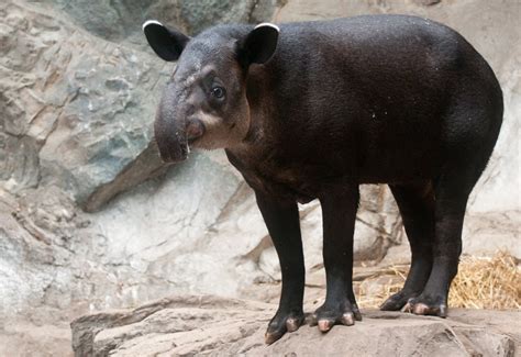 Tapirs Have Splayed Toes Four On Each Front Foot And Three On Each